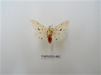 藏品(菊池污燈蛾)的圖片